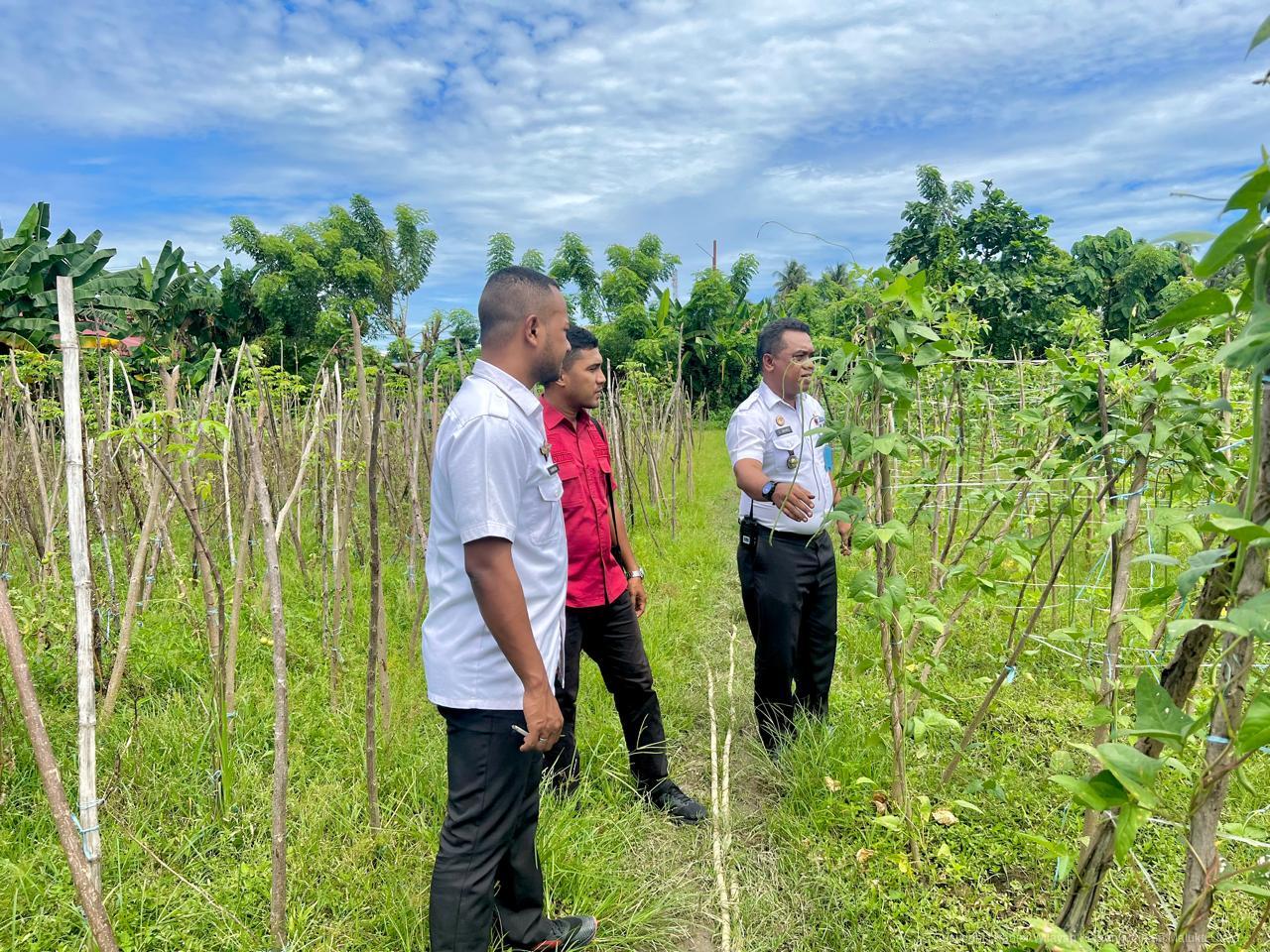 Narapidana Lapas Sanana Kemenkumham Malut Berdaya Melalui Pertanian