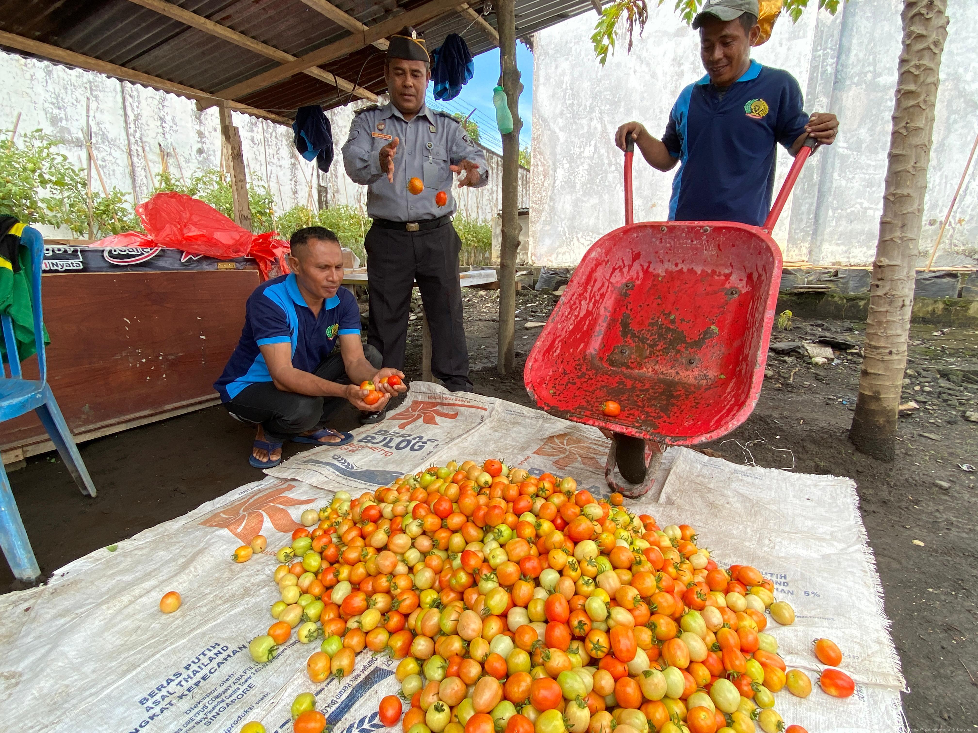 Warga Binaan Lapas Tobelo Panen Tomat, Kakanwil Apresiasi