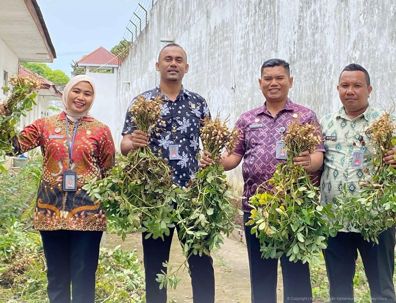 Dukung Ketahanan Pangan, WBP dan Petugas Rutan Soasiu Kemenkumham Malut Panen Tomat dan Kacang